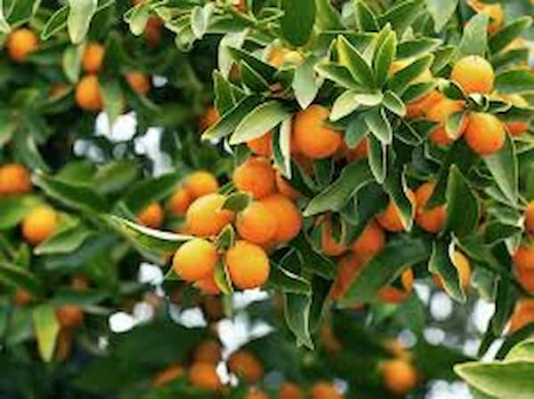 فروش نهال نارنج ابلق + قیمت خرید به صرفه